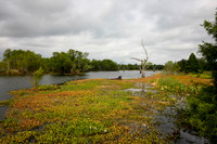 Brazos Bend State Park - May 9, 2017