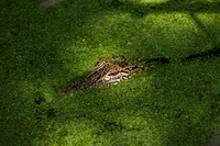 Brazos Bend State Park - June 22, 2018
