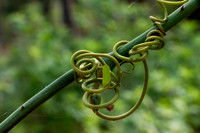 Houston Arboretum - May 12, 2018